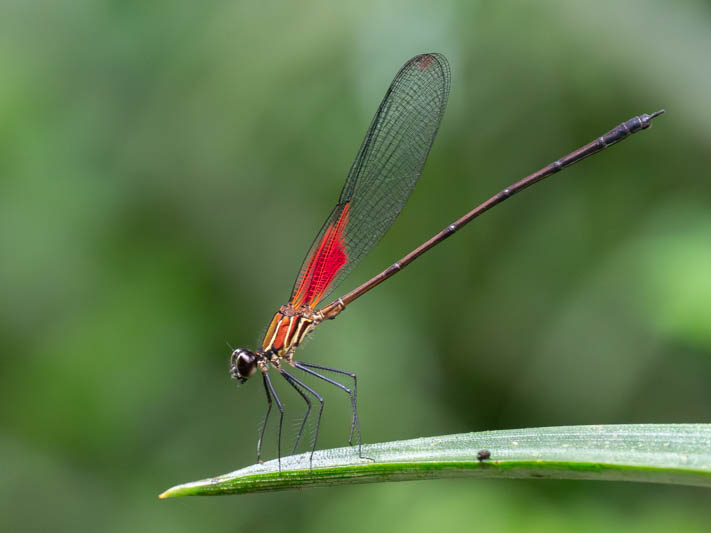 Hetaerina miniata (Red-striped Rubyspot) male.jpg